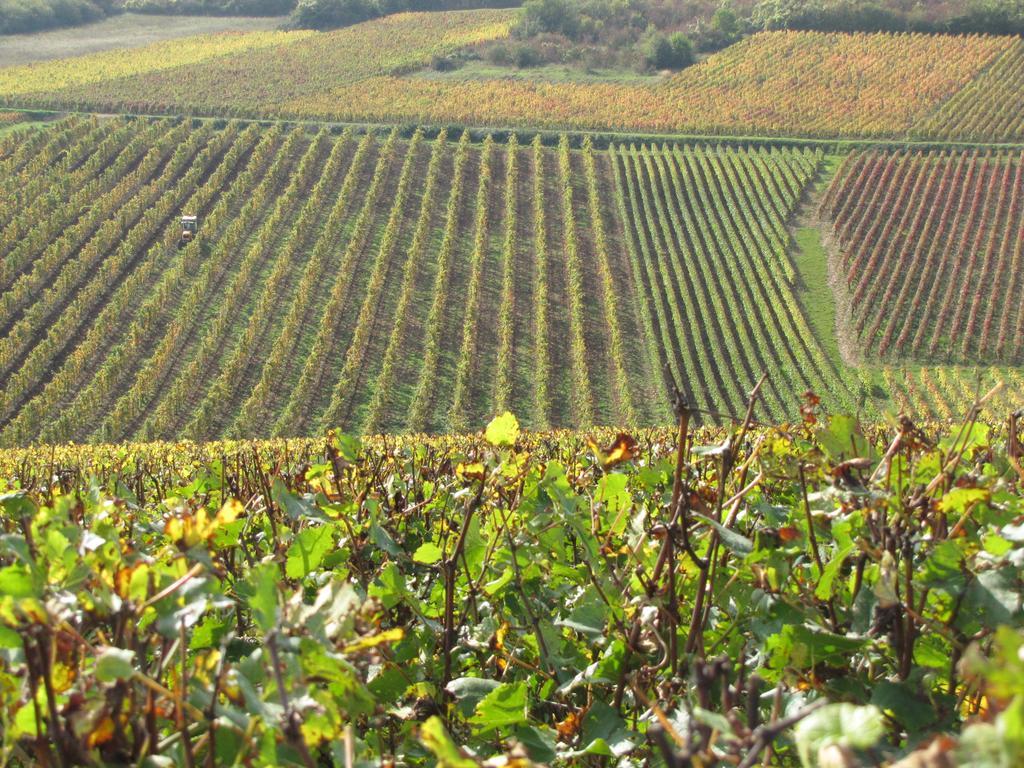 Hotel La Chouette Puligny-Montrachet Kültér fotó