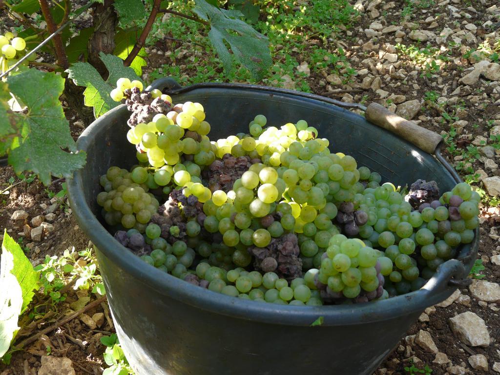 Hotel La Chouette Puligny-Montrachet Kültér fotó