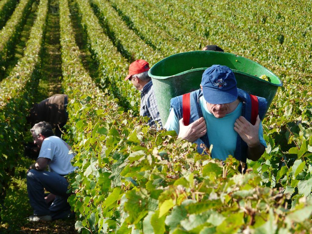 Hotel La Chouette Puligny-Montrachet Kültér fotó